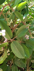 Rubus adenotrichos