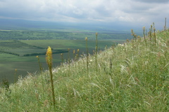 Eremurus spectabilis