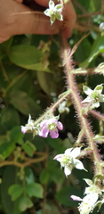 Rubus adenotrichos