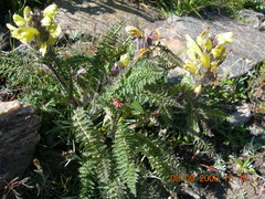 Pedicularis sibthorpii