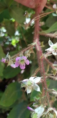 Rubus adenotrichos