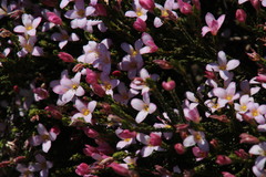 Lachnaea