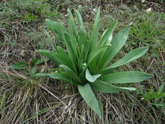 Eremurus spectabilis