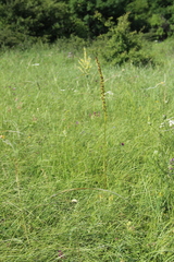 Eremurus spectabilis
