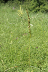 Eremurus spectabilis