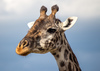 Southern African Giraffe - Photo (c) Ray in Manila, some rights reserved (CC BY)