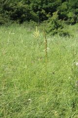 Eremurus spectabilis
