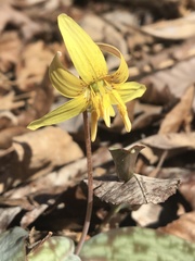 Erythronium umbilicatum
