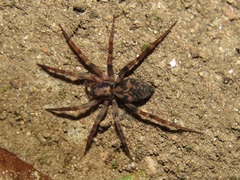 Liocranum