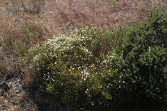 Lachnaea