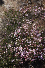 Lachnaea
