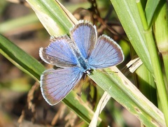 Hemiargus hanno hanno