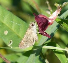 Lerodea eufala eufala