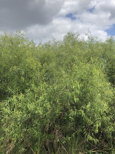 Salix caroliniana image