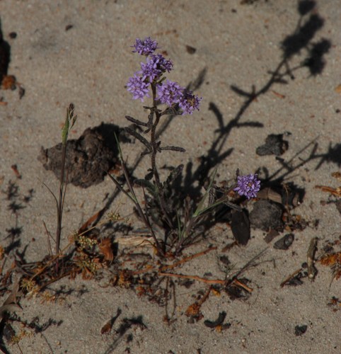 Image of Phyllopodium phyllopodioides by (c) Tony Rebelo, some rights reserved (CC BY-SA)