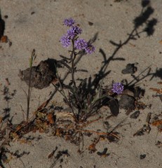 Phyllopodium phyllopodioides