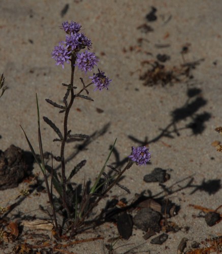 Image of Phyllopodium phyllopodioides by (c) Tony Rebelo, some rights reserved (CC BY-SA)