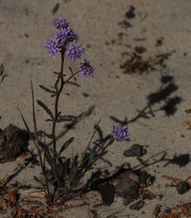 Phyllopodium phyllopodioides