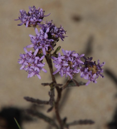 Image of Phyllopodium phyllopodioides by (c) Tony Rebelo, some rights reserved (CC BY-SA)