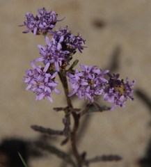 Phyllopodium phyllopodioides