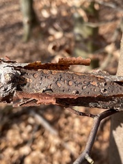 Diatrype decorticata