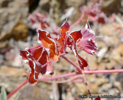 Sidotheca
