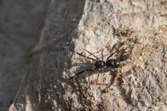 Liophrurillus flavitarsis
