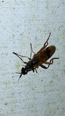 Benhamyia apicalis