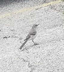 Mimus polyglottos