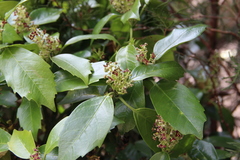 Aucuba japonica