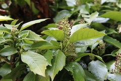 Aucuba japonica