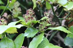 Aucuba japonica