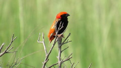 Euplectes nigroventris