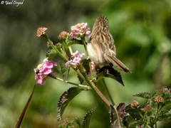 Prinia gracilis