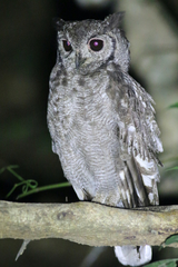 Bubo cinerascens