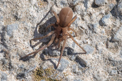 Filistata insidiatrix