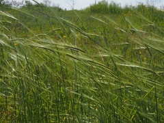Hordeum spontaneum