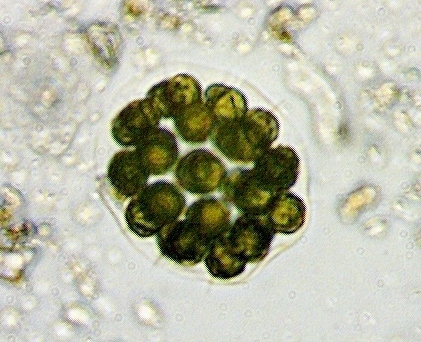 Eudorina elegans