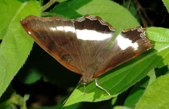 Eurytela hiarbas angustata