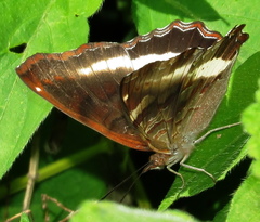 Eurytela hiarbas angustata