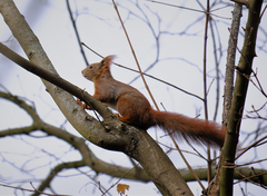 Sciurus vulgaris