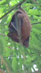 Cynopterus brachyotis