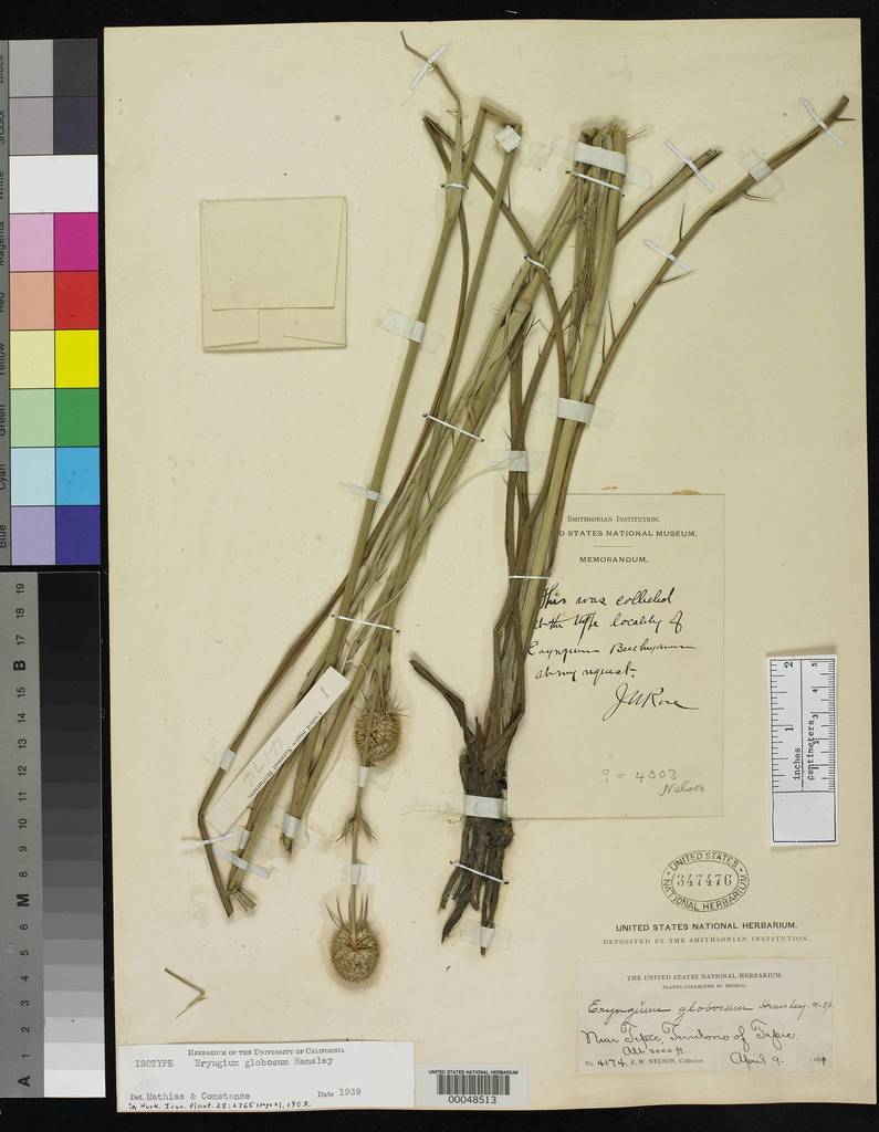 spinysepaled buttoncelery (SEKI Vascular PlantsFamilyApiaceae