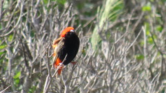 Euplectes nigroventris