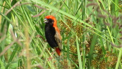 Euplectes nigroventris