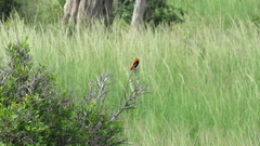 Euplectes nigroventris