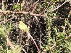 Callophrys dumetorum