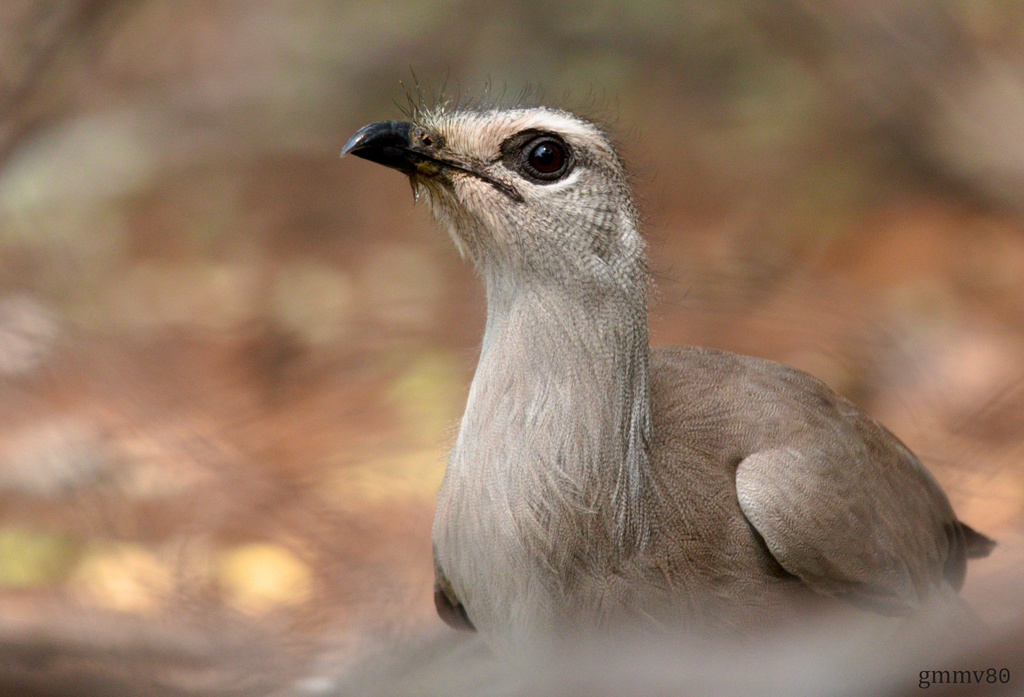 Black-legged Seriema photo
