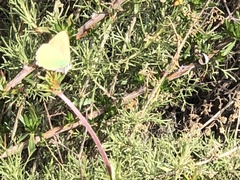 Callophrys dumetorum