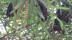 Cynopterus brachyotis